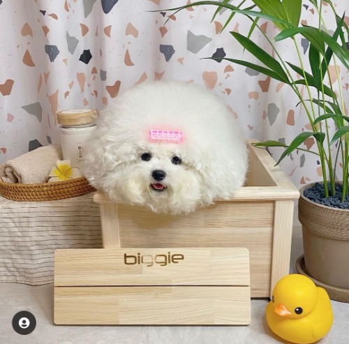 [비기펫] 강아지 편백 히노끼 스파 목욕 욕조